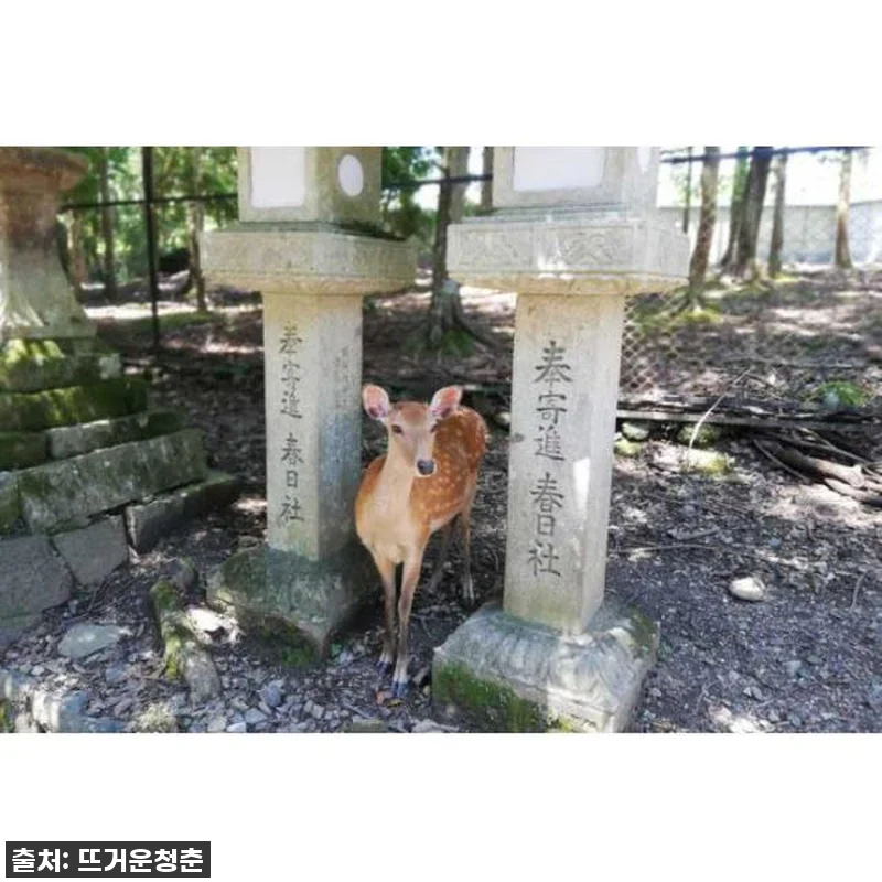 나라 반나절 워킹 투어 찐후기: 유네스코 세계유산 완전 정복, 사슴 친구들까지! 놓치면 후회할 인생 여행 코스! 9 나라 반나절 워킹 투어 찐후기: 유네 관련 이미지 3