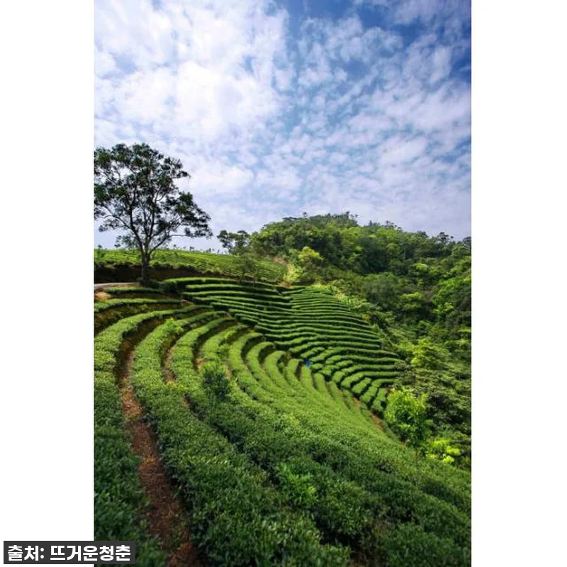 대만 천섬 호수 & 핑린 차 농장 투어 찐후기! 96% 할인 놓치면 후회할 인생 여행! 7 대만 천섬 호수 & 핑린 차 농장 투 관련 이미지 1