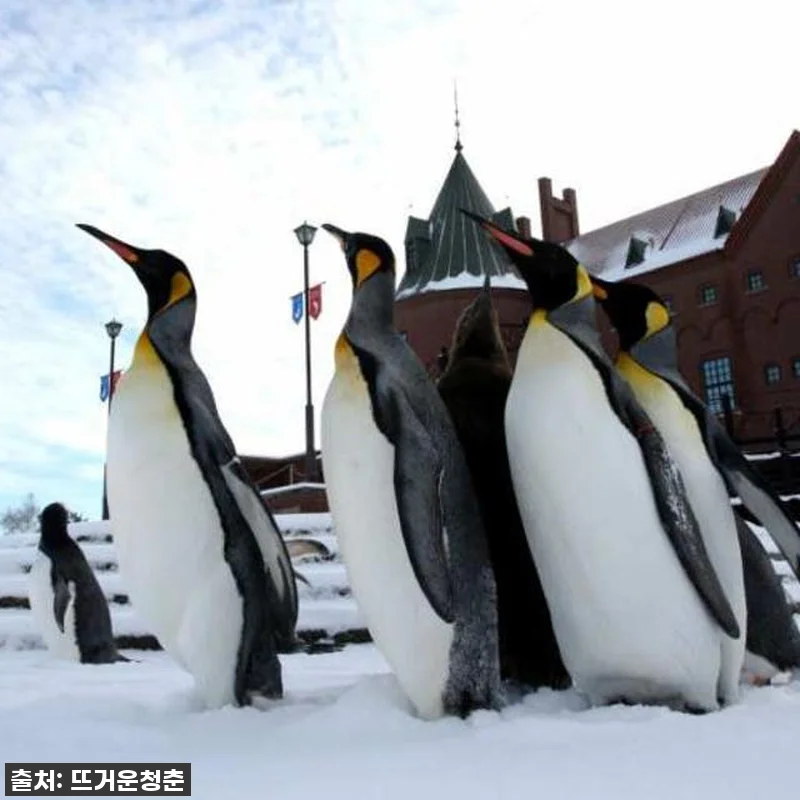 찐후기! 품절임박! 일본 홋카이도 노 관련 이미지 3