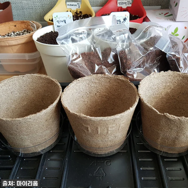 [찐후기] 우리 아이 첫 홈가드닝 대 관련 이미지 3