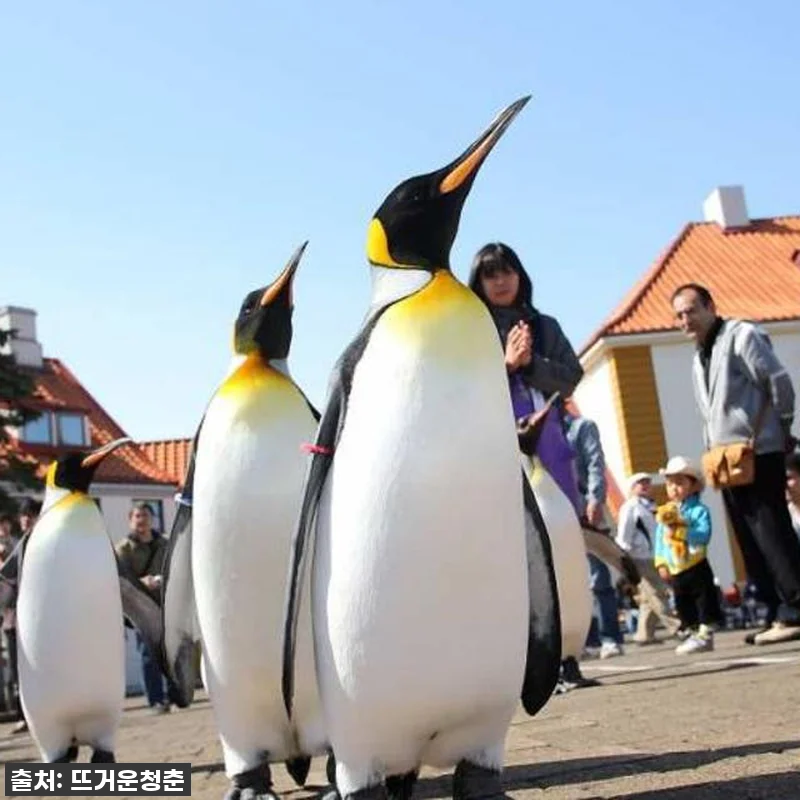 찐후기! 품절임박! 일본 홋카이도 노 관련 이미지 4