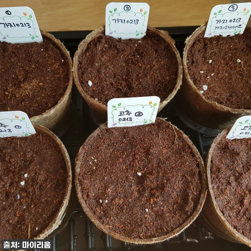 [찐후기] 우리 아이 첫 홈가드닝 대 관련 이미지 4