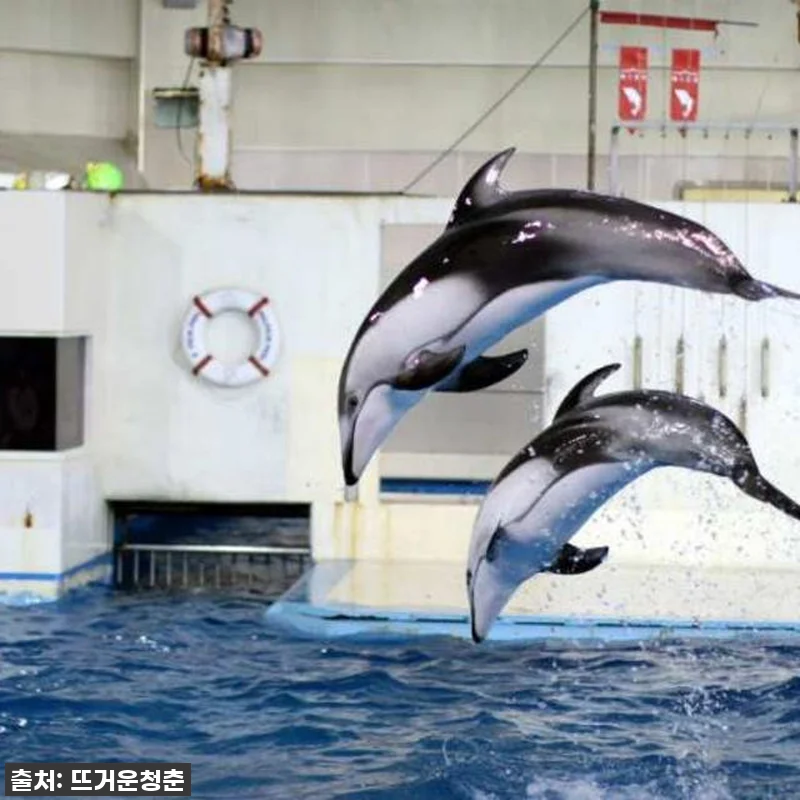 찐후기! 품절임박! 일본 홋카이도 노 관련 이미지 5