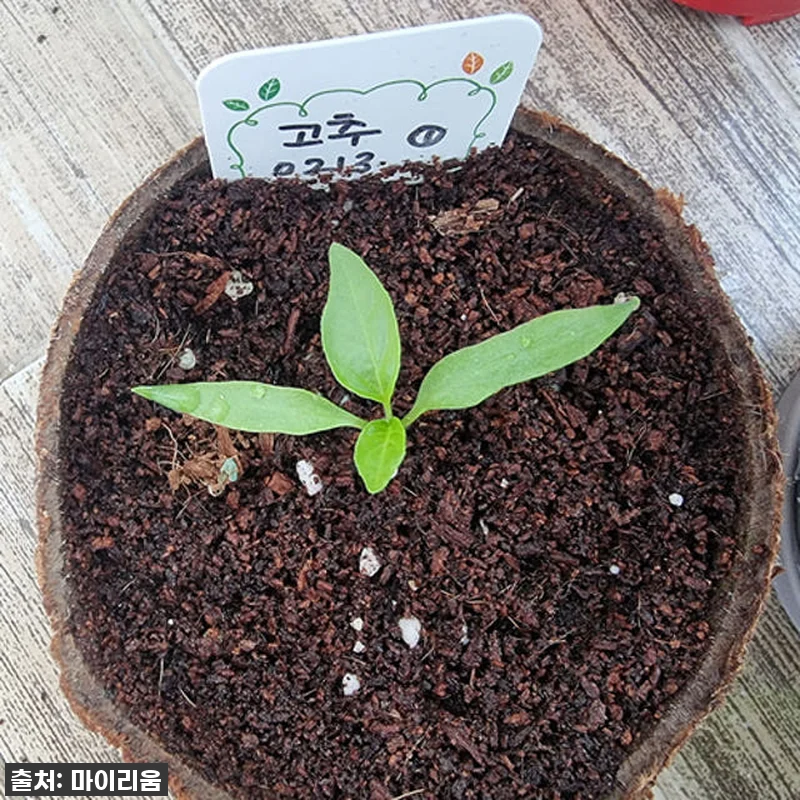 [찐후기] 우리 아이 첫 홈가드닝 대 관련 이미지 5