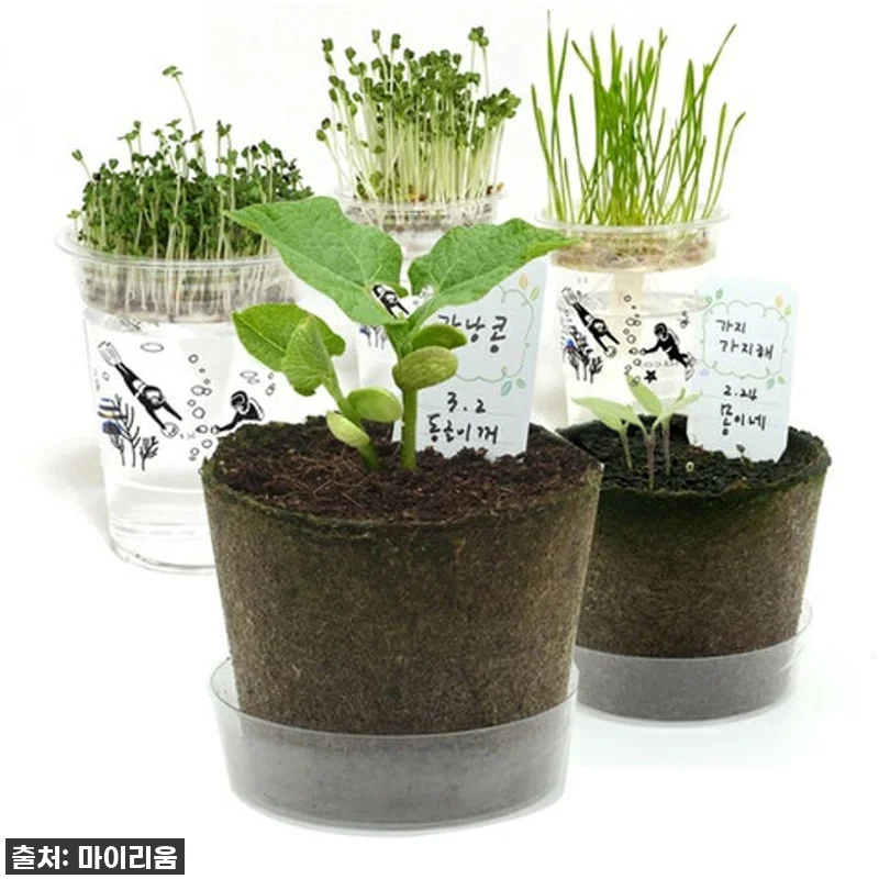 [찐후기] 우리 아이 첫 홈가드닝 대 관련 이미지 6