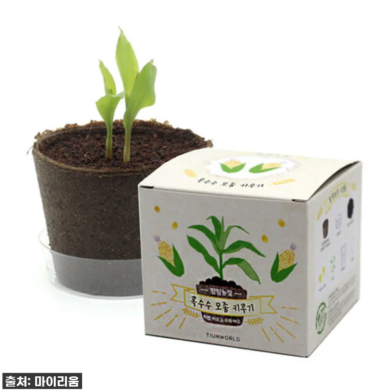 [찐후기] 우리 아이 첫 홈가드닝 대 관련 이미지 9