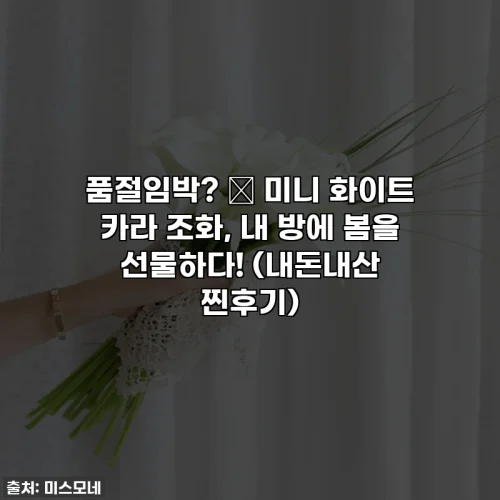 품절임박? ✨ 미니 화이트 카라 조화, 내 방에 봄을 선물하다! (내돈내산 찐후기)