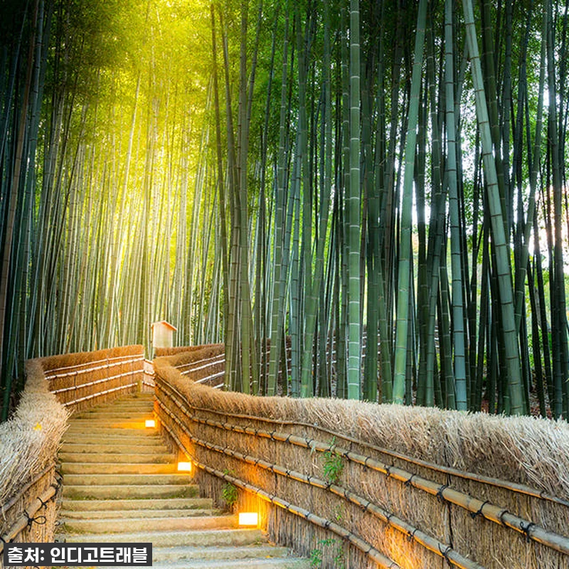 오사카 교토 일일 버스투어, 인생샷과 관련 이미지 2