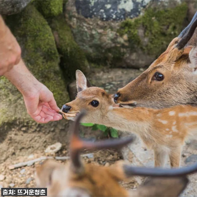 이슈템! 일본 교토-나라 10시간 전 관련 이미지 3