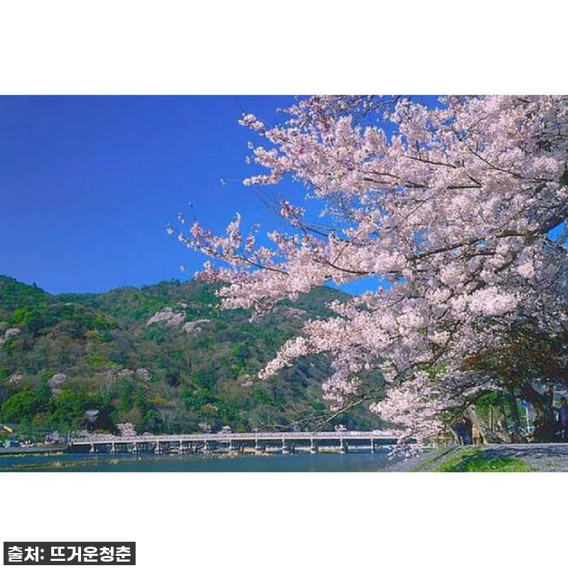 오사카에서 교토 당일치기, 이런 꿀조 관련 이미지 3