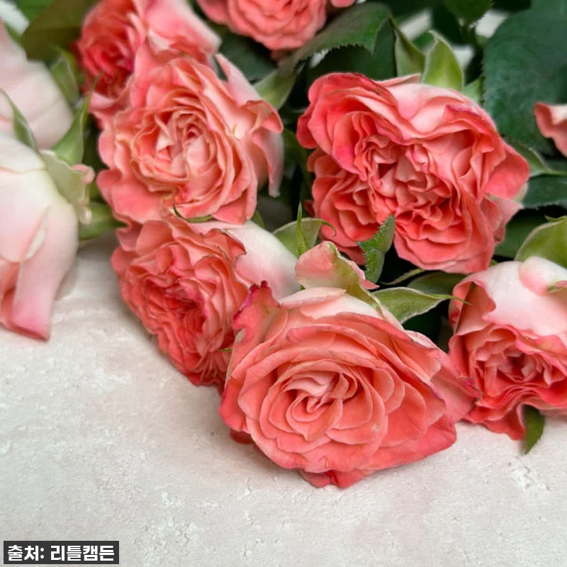 이 가격 실화?! 리틀캠든 페어플 장 관련 이미지 4