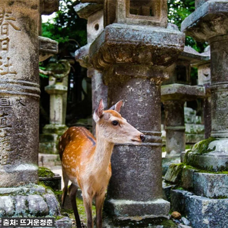 이슈템! 일본 교토-나라 10시간 전 관련 이미지 4