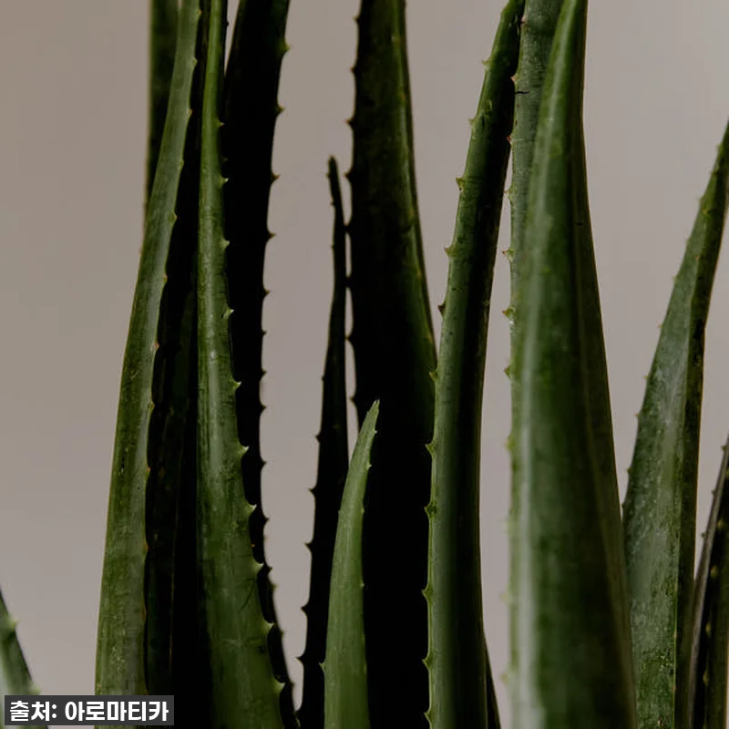 여름 필수템? 사계절 인생템 등극! 관련 이미지 5