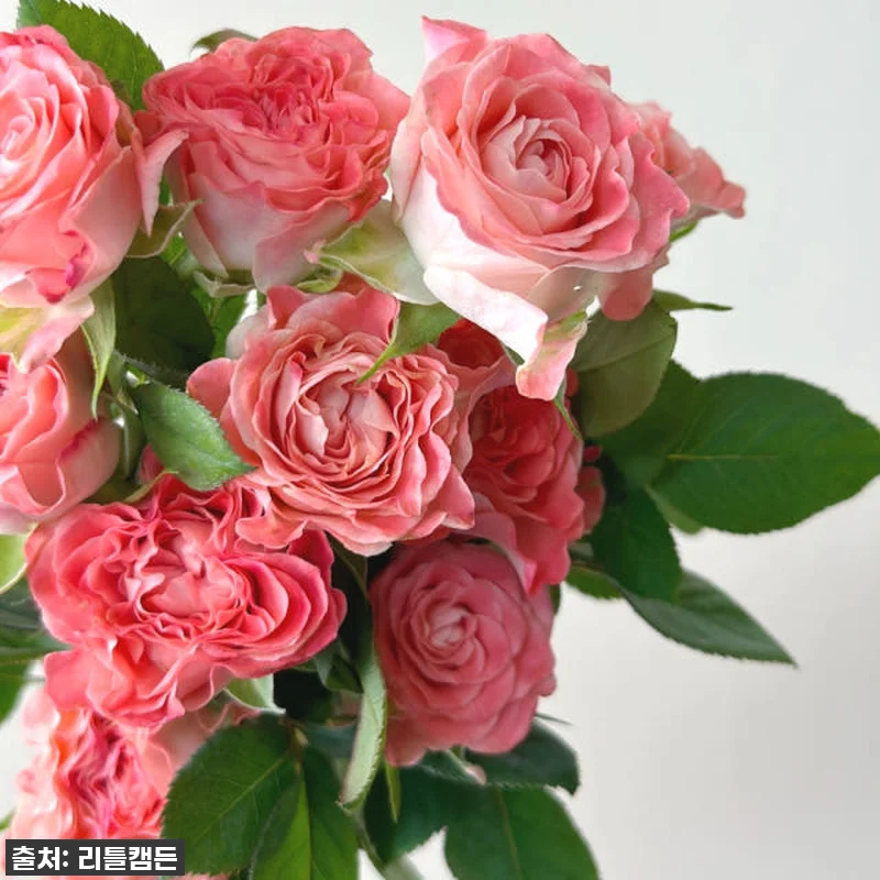 이 가격 실화?! 리틀캠든 페어플 장 관련 이미지 5