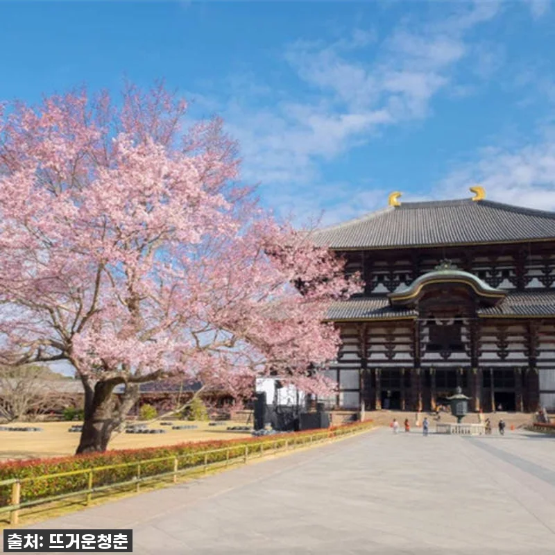 이슈템! 일본 교토-나라 10시간 전 관련 이미지 5