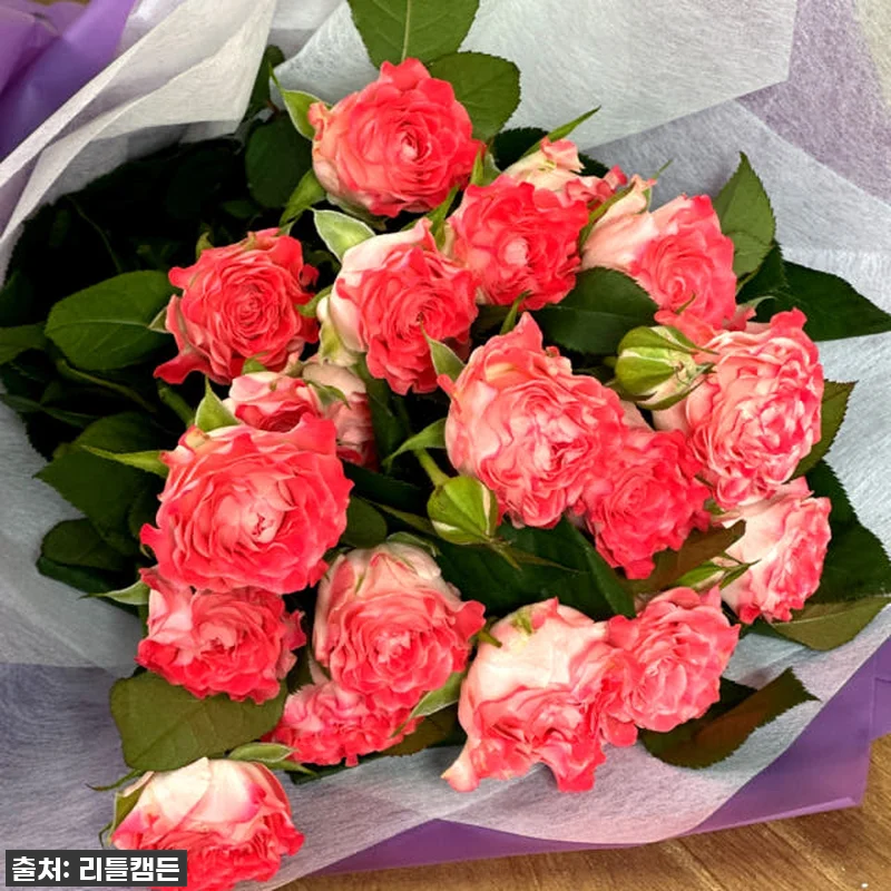 이 가격 실화?! 리틀캠든 페어플 장 관련 이미지 6