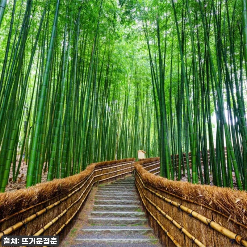 이슈템! 일본 교토-나라 10시간 전 관련 이미지 6