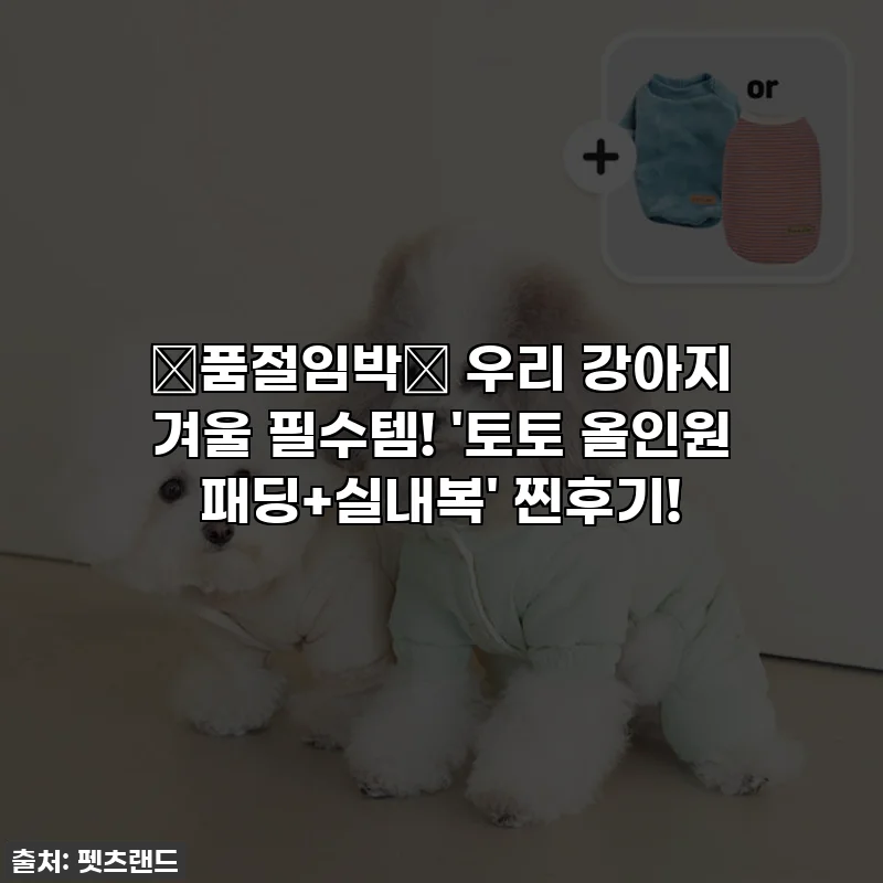 🔥품절임박🔥 우리 강아지 겨울 필수템! '토토 올인원 패딩+실내복' 찐후기!