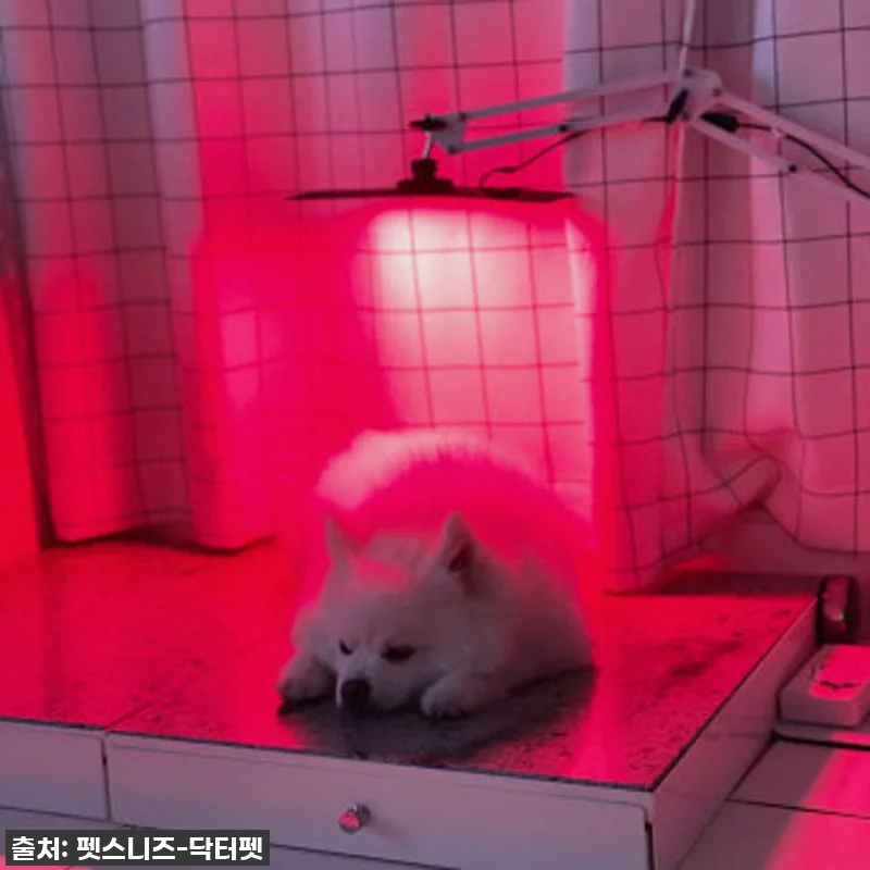 "반려동물 건강 지킴이" 펫스니즈 닥 관련 이미지 1