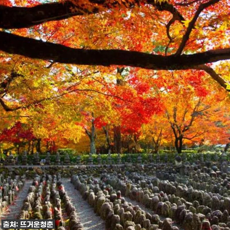 역대급 할인 놓치면 후회! 교토 아라 관련 이미지 2