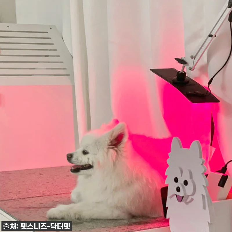 "반려동물 건강 지킴이" 펫스니즈 닥 관련 이미지 2