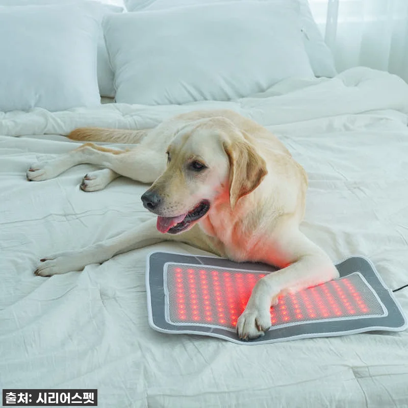 이건 진짜 물건! 시리어스펫 슬개골 관련 이미지 2