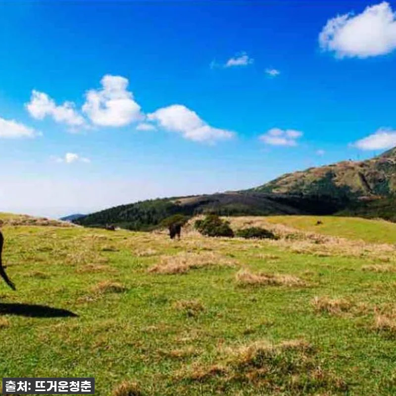 ⭐74% 대박 할인! 대만 예스진지 관련 이미지 3