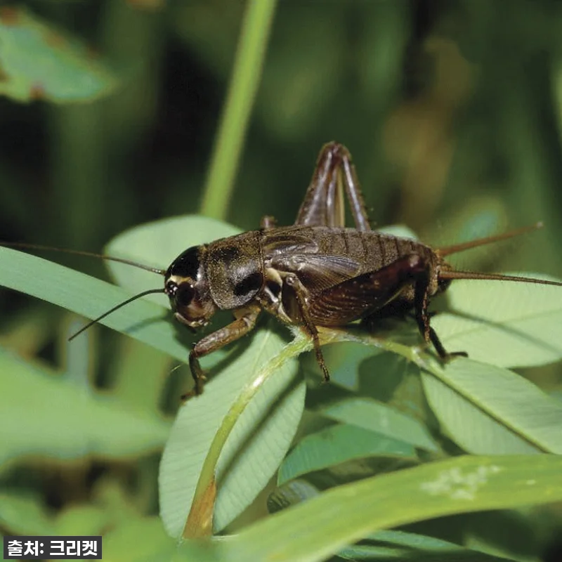 ✨찐후기✨ 품절 임박! 우리 집 파충 관련 이미지 1