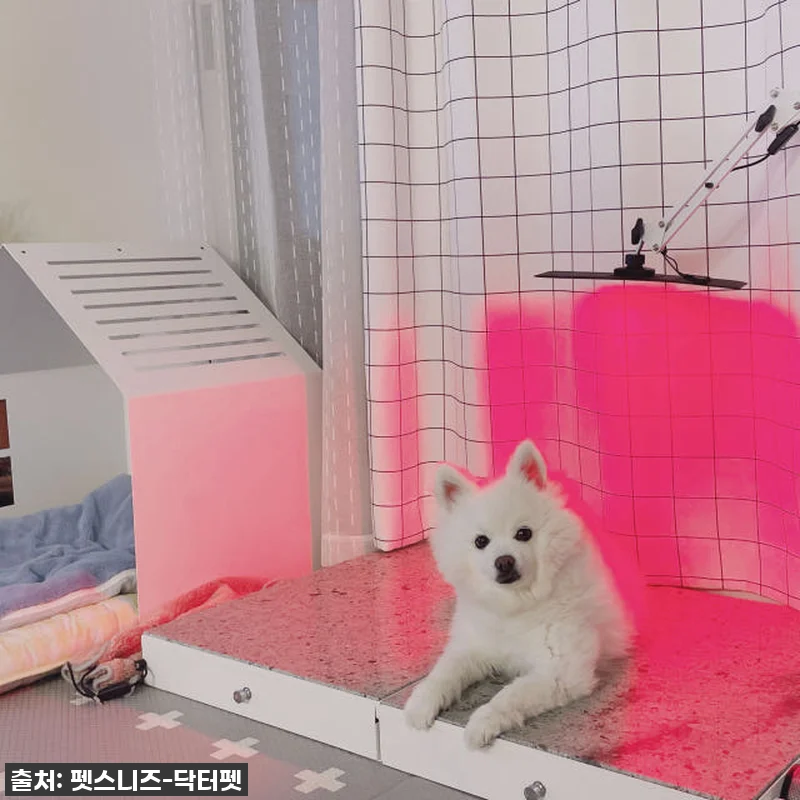 "반려동물 건강 지킴이" 펫스니즈 닥 관련 이미지 3