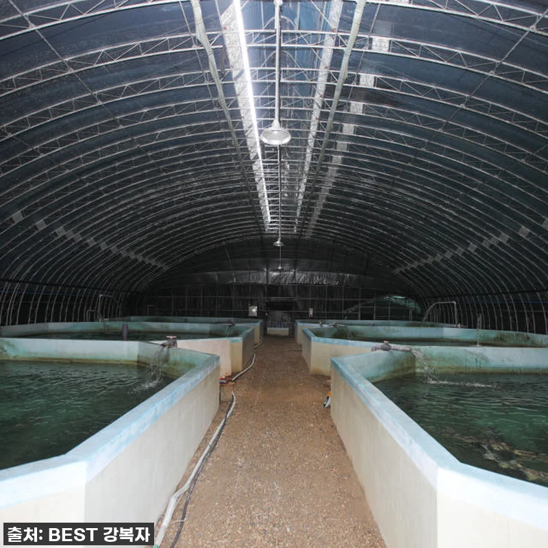 지친 엄마의 구세주! 철갑상어즙, 제 관련 이미지 3