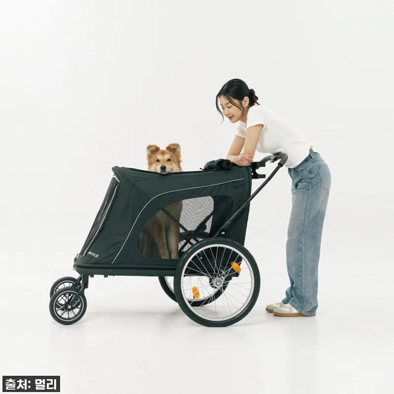 노견 산책 필수템? 멀리 중대형견 개 관련 이미지 2