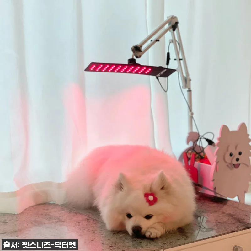 "반려동물 건강 지킴이" 펫스니즈 닥 관련 이미지 4