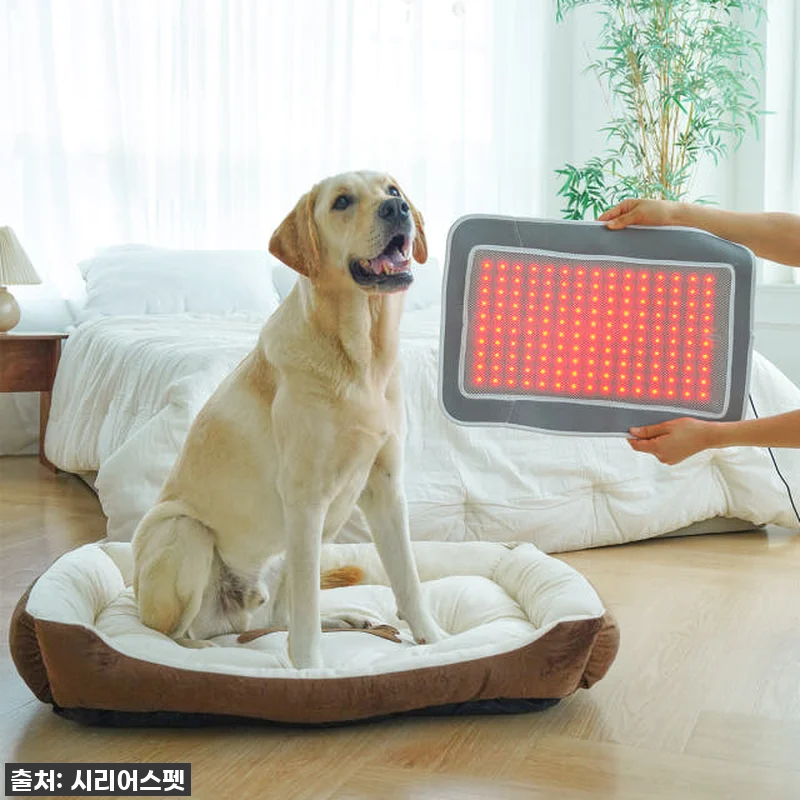 이건 진짜 물건! 시리어스펫 슬개골 관련 이미지 4