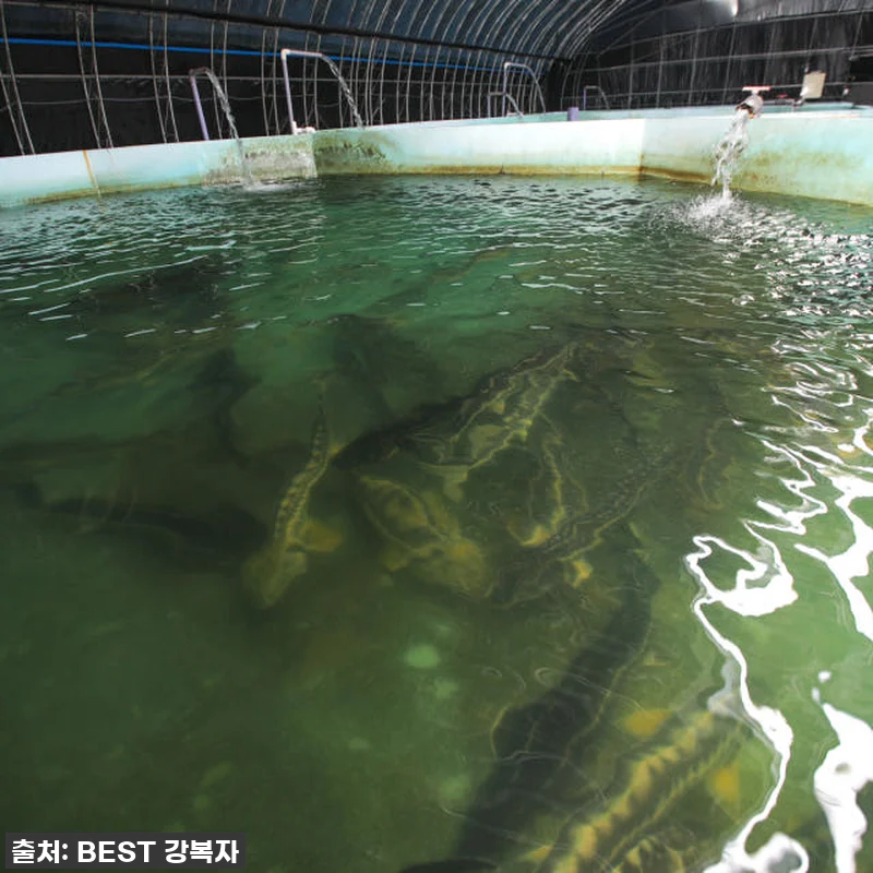 지친 엄마의 구세주! 철갑상어즙, 제 관련 이미지 4