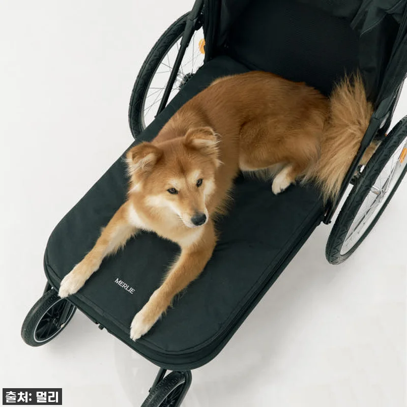 노견 산책 필수템? 멀리 중대형견 개 관련 이미지 3