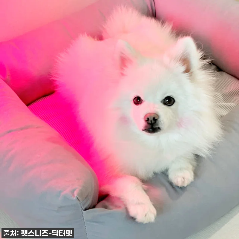 "반려동물 건강 지킴이" 펫스니즈 닥 관련 이미지 5