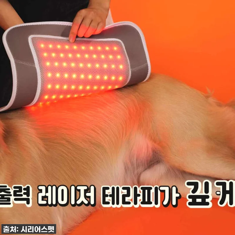 이건 진짜 물건! 시리어스펫 슬개골 관련 이미지 5