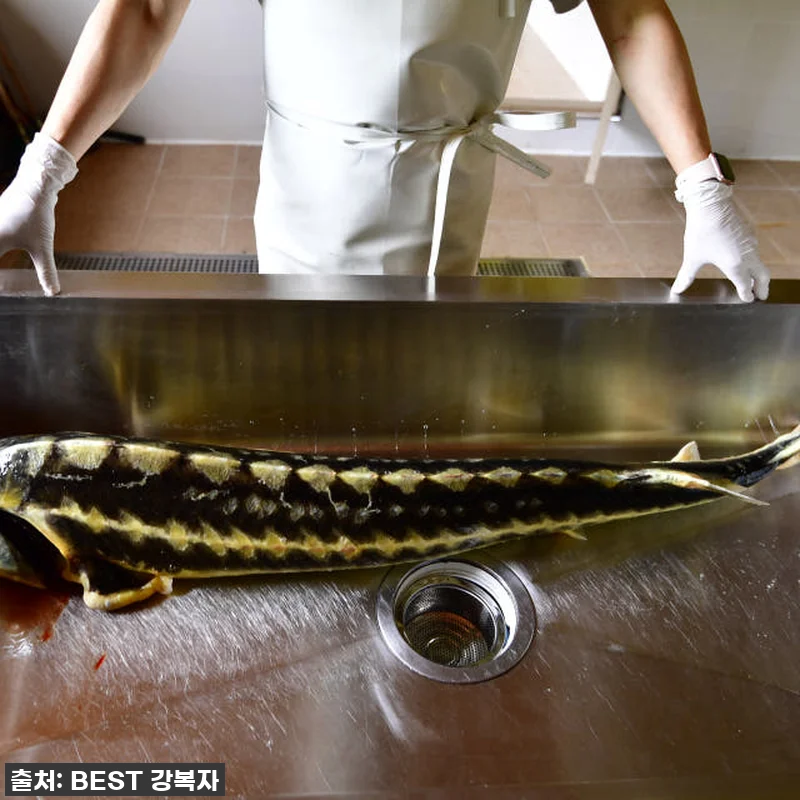 지친 엄마의 구세주! 철갑상어즙, 제 관련 이미지 5