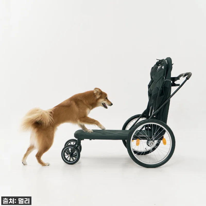 노견 산책 필수템? 멀리 중대형견 개 관련 이미지 4