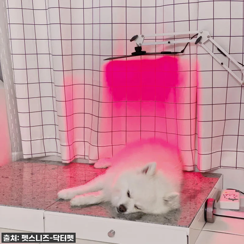 "반려동물 건강 지킴이" 펫스니즈 닥 관련 이미지 6