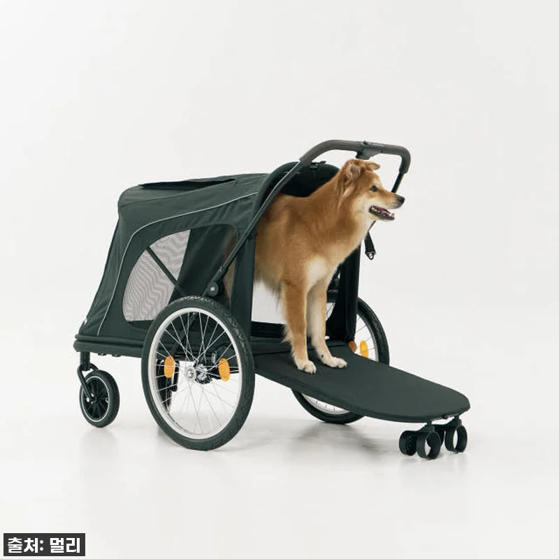 노견 산책 필수템? 멀리 중대형견 개 관련 이미지 5