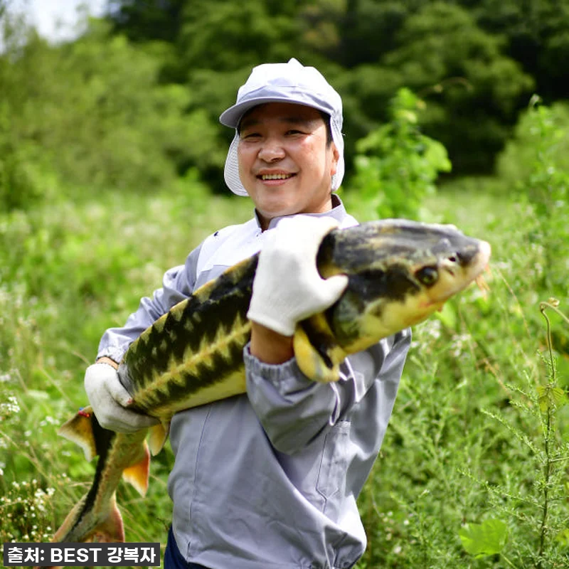 지친 엄마의 구세주! 철갑상어즙, 제 관련 이미지 8