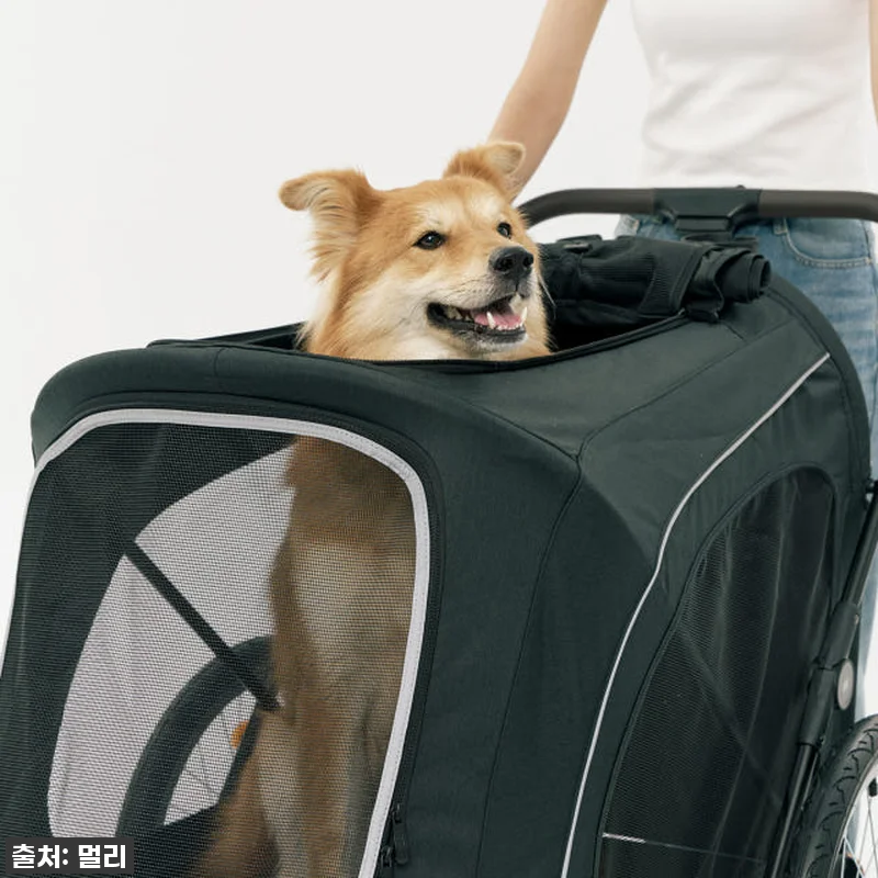 노견 산책 필수템? 멀리 중대형견 개 관련 이미지 7