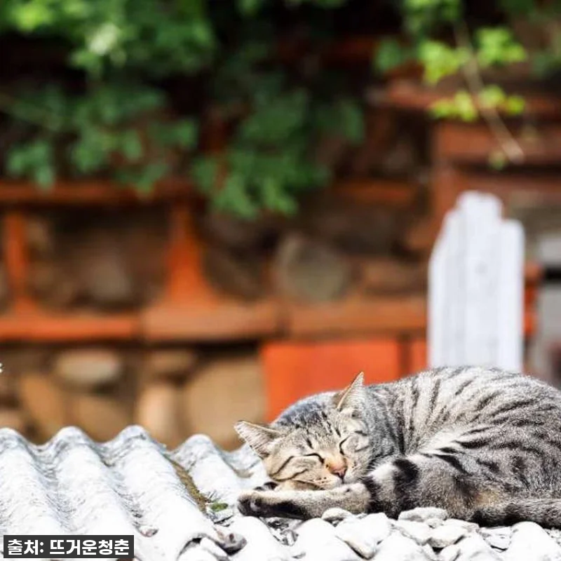 ⭐74% 대박 할인! 대만 예스진지 관련 이미지 9