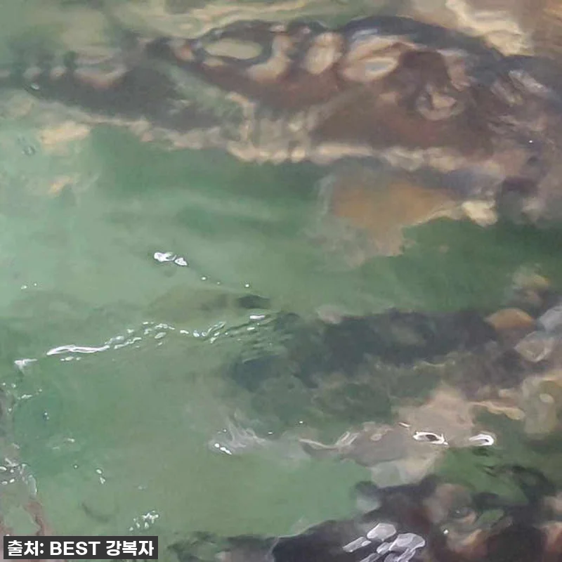 지친 엄마의 구세주! 철갑상어즙, 제 관련 이미지 10