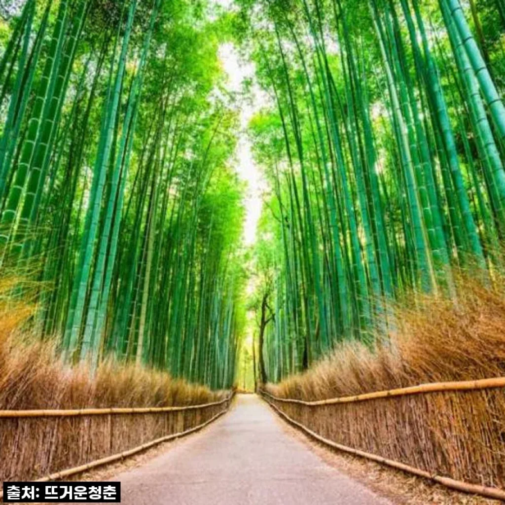 역대급 할인 놓치면 후회! 교토 아라시야마 인력거투어, 제가 직접 경험해보니 이건 필수 구매템!