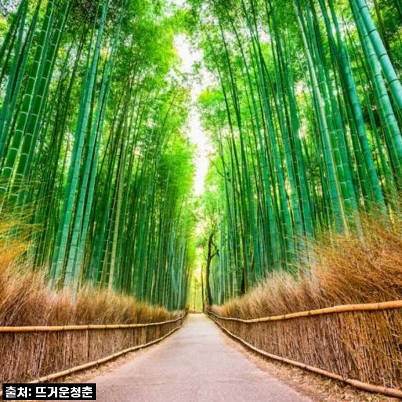 역대급 할인 놓치면 후회! 교토 아라시야마 인력거투어, 제가 직접 경험해보니 이건 필수 구매템!
