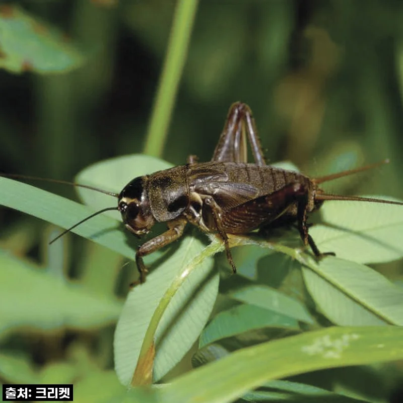 ✨찐후기✨ 품절 임박! 우리 집 파충류 간식, '귀뚜라미 핀헤드 50마리' 이거 안 사면 후회 각! 💰