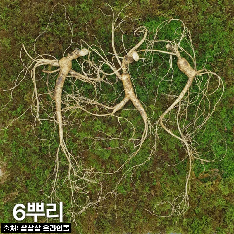 10년근 최상품 산양산삼 6뿌리 산양삼 장뇌삼 [원산지:국산(강원도)]