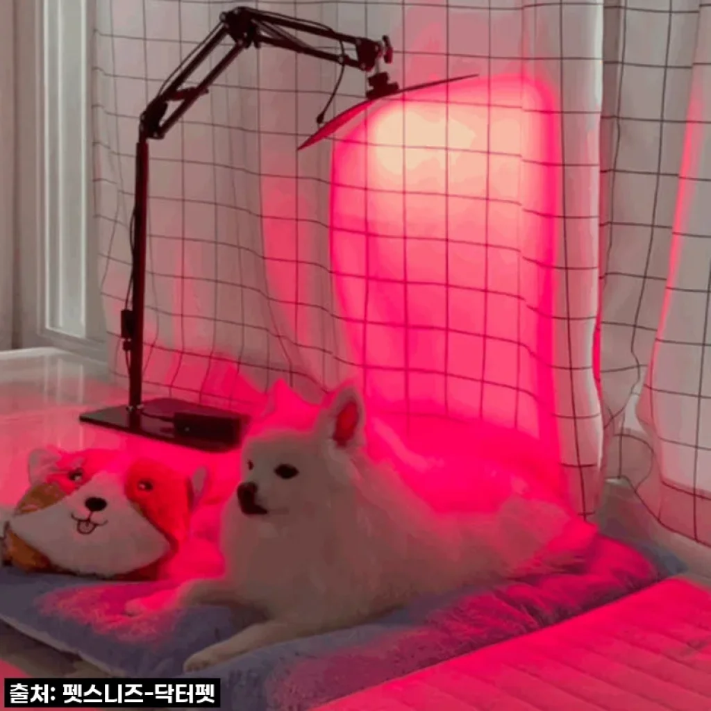 "반려동물 건강 지킴이" 펫스니즈 닥터펫 큐어레이, 직접 써보니 왜 극찬인지 알겠어요!